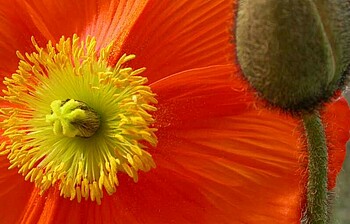 Eine Ausschnitt aus einer roten Bohnblumenblüte.