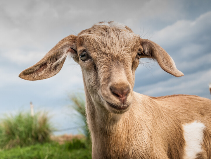 Close-up Portrait Of A Goat On Field